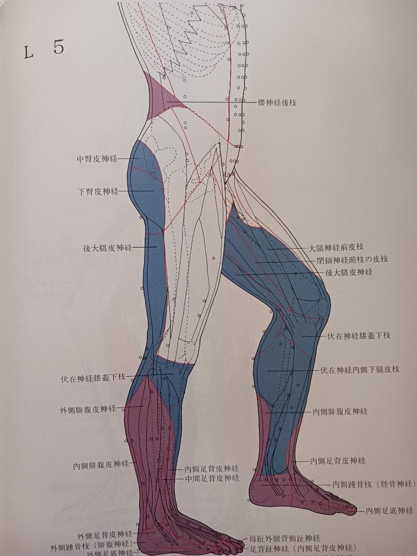 脊椎対照機能的診断法　レントゲン無しで脊髄の異常個所を診断