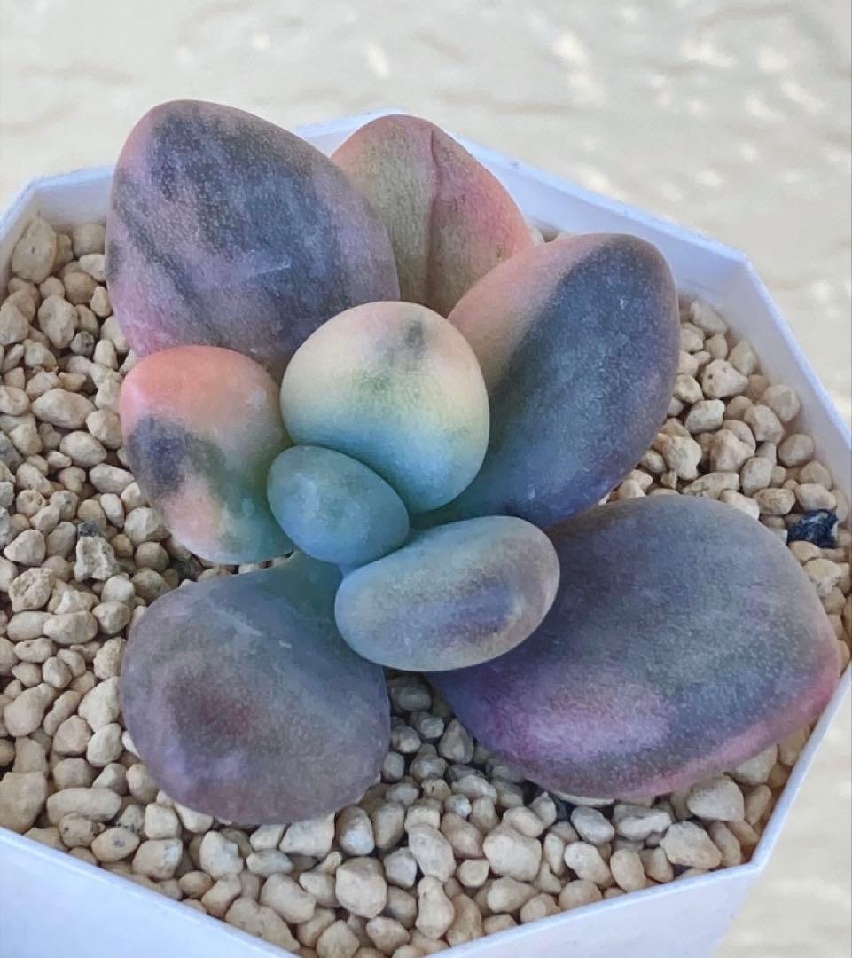 多肉植物　　❁︎星美人錦　カット苗