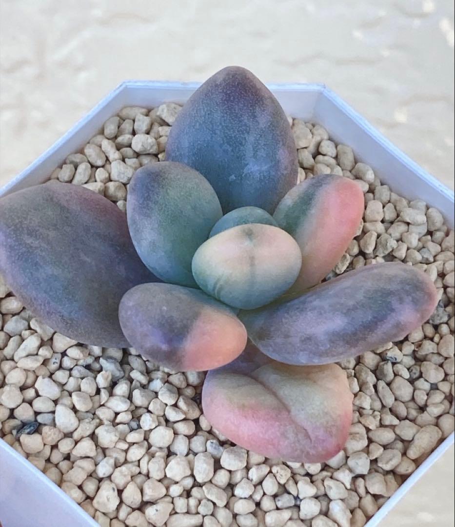 多肉植物　　❁︎星美人錦　カット苗