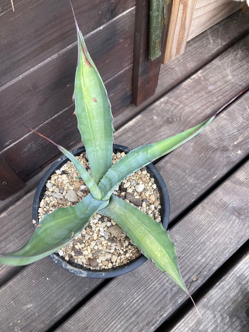 耐寒性アガベ スカブラ中斑◇ドライガーデン錦ユッカ斑入りサボテン多肉　アロエ南国