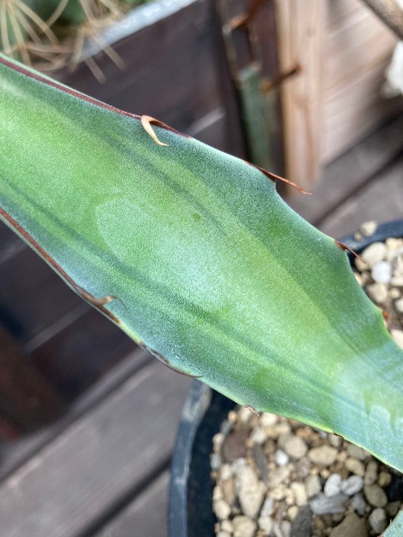 耐寒性アガベ スカブラ中斑◇ドライガーデン錦ユッカ斑入りサボテン多肉　アロエ南国