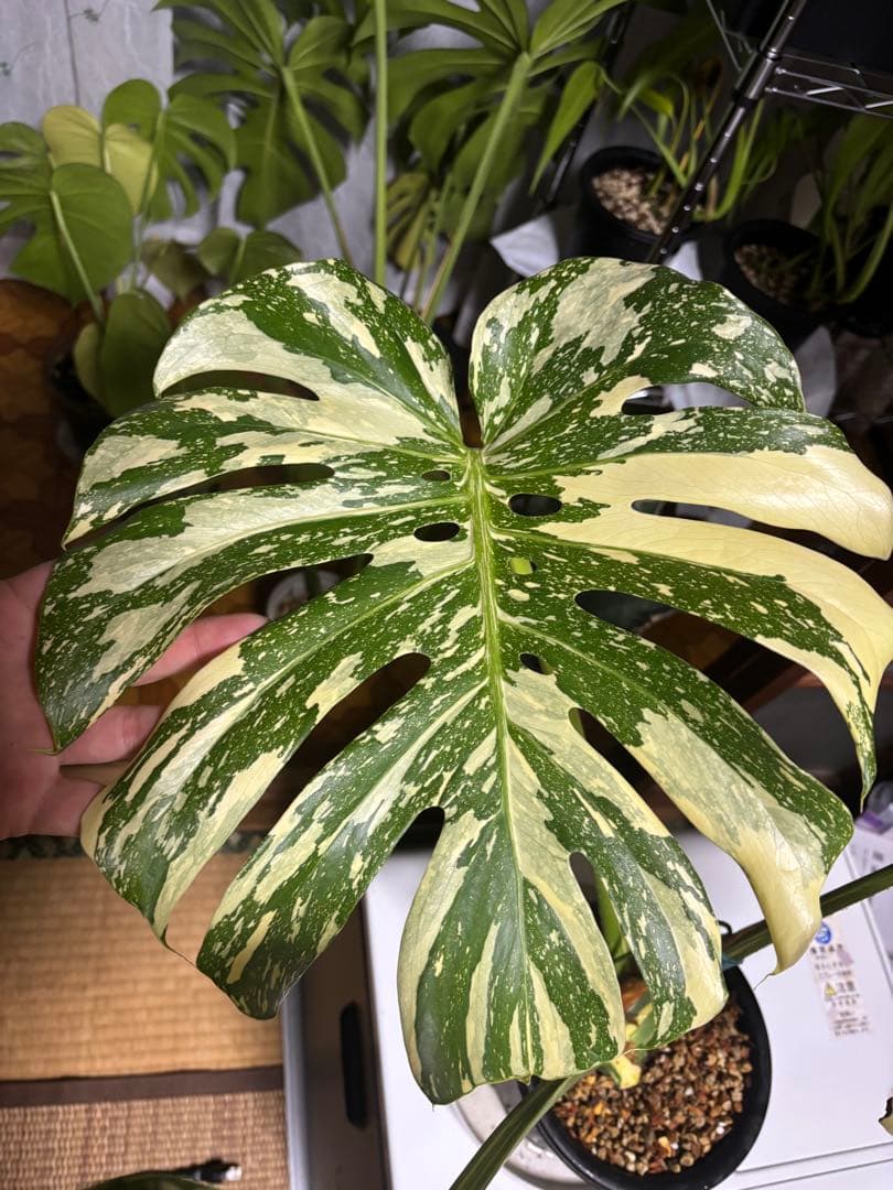 モンステラ　クリームブリュレ大株トップカト　検　レガシー　タイコン　プラチナム