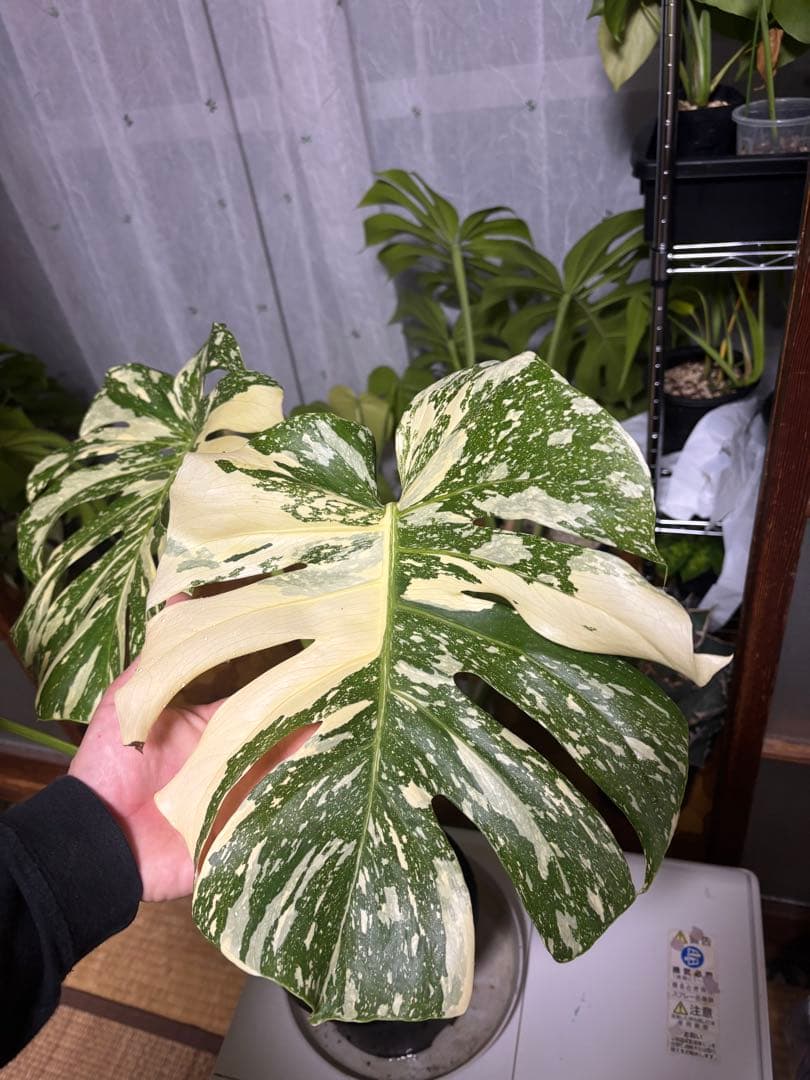 モンステラ　クリームブリュレ大株トップカト　検　レガシー　タイコン　プラチナム