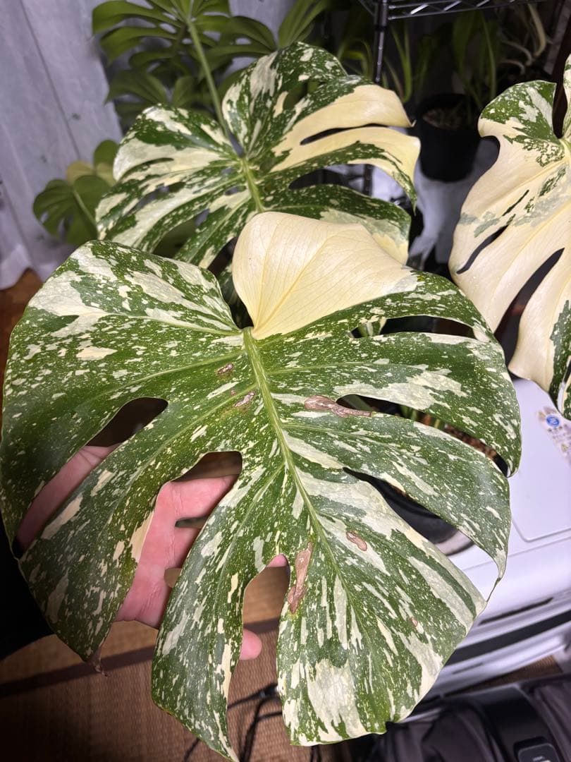 モンステラ　クリームブリュレ大株トップカト　検　レガシー　タイコン　プラチナム