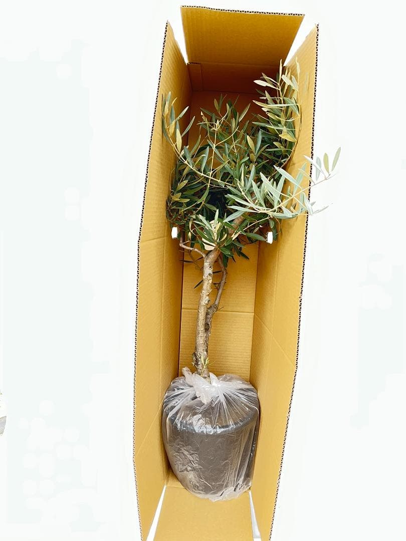 オリーブの木　シプレシーノ　約180cm　NO.1917　大型　現品掲載　古木