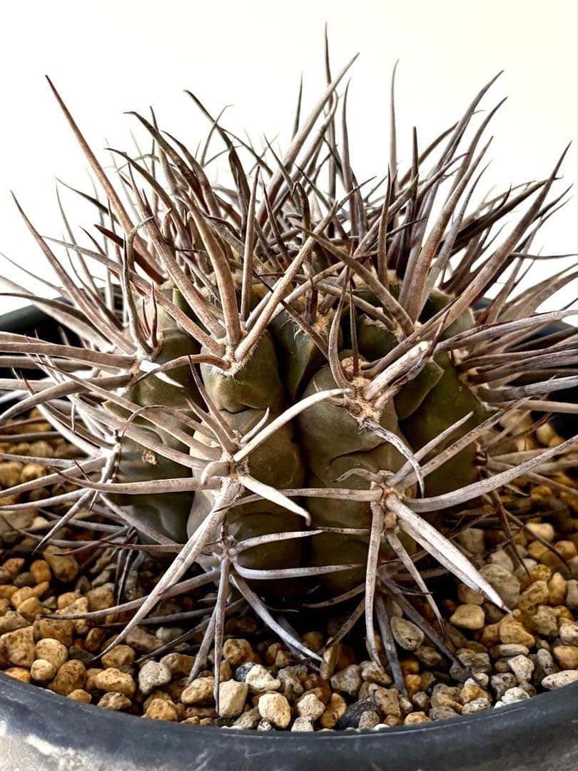 【コレクター品】ギムノカリキウム　守金魔天竜　特大株　発根済　横幅14㎝