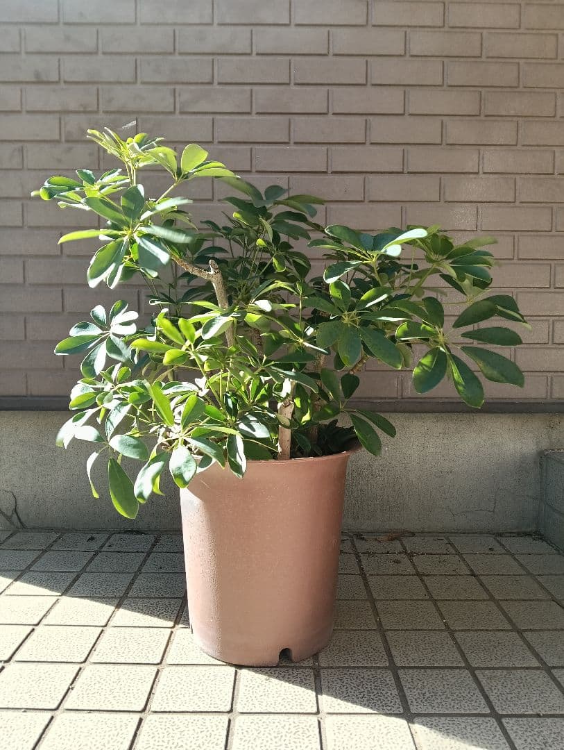 ９号鉢カポック（シェフレラ）