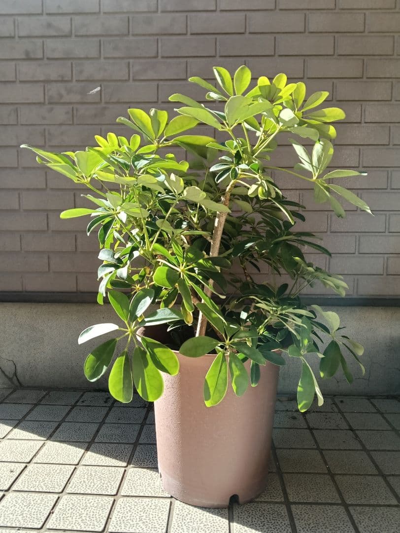 ９号鉢カポック（シェフレラ）