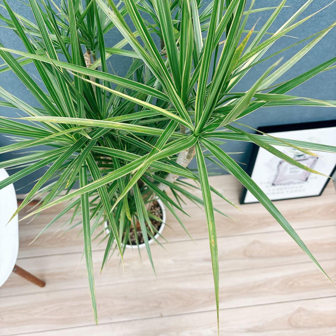 ［現品］34番　ドラセナ　コンシンネ　ホワイボリー　観葉植物　室内　8号