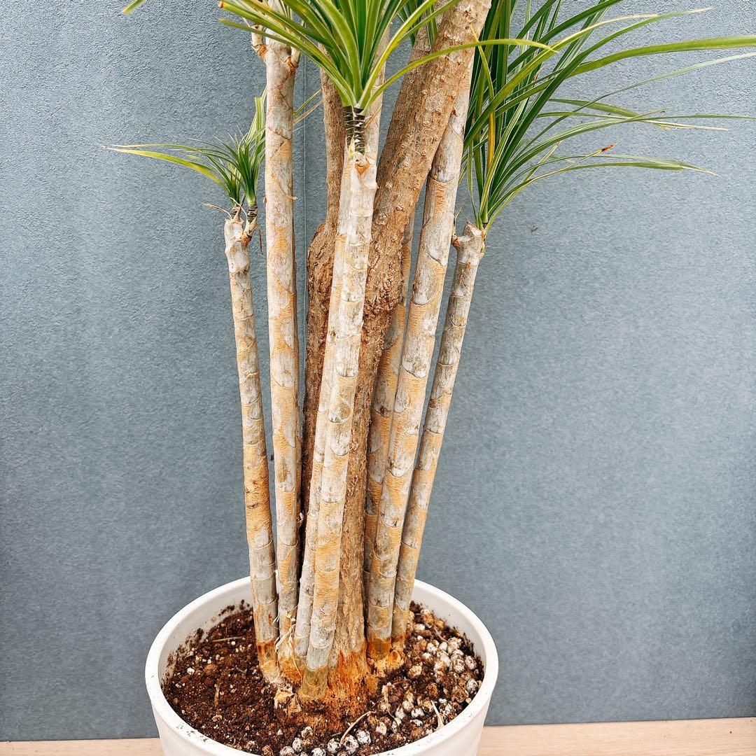 ［現品］34番　ドラセナ　コンシンネ　ホワイボリー　観葉植物　室内　8号