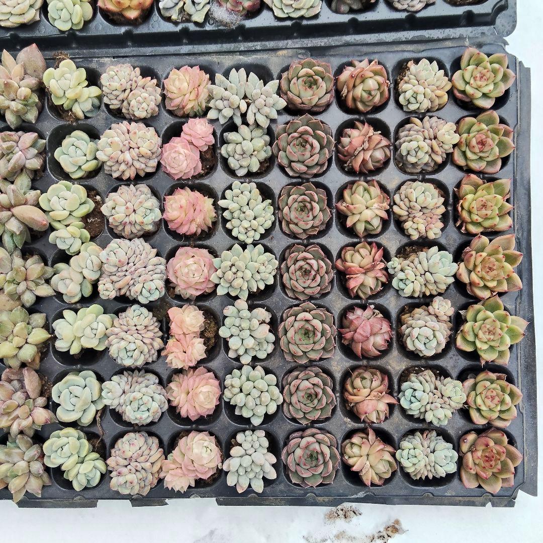 プラグ苗210個セット✨多肉植物　エケベリア　詰め合わせ　寄せ植えに!!