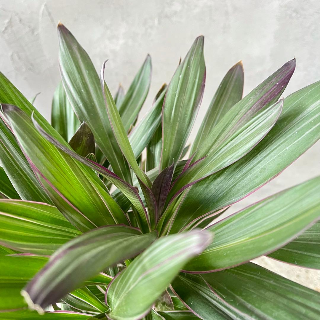 希少品種　コルジリネ　サンゴ　アンティーク調陶器鉢　植え込み発送