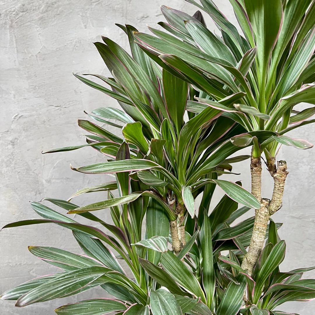 希少品種　コルジリネ　サンゴ　アンティーク調陶器鉢　植え込み発送