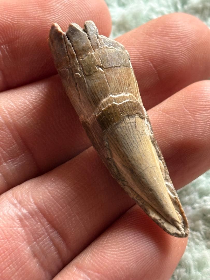 4.5cm スコミムス　歯　化石