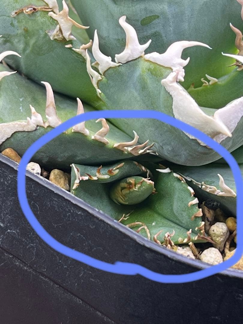 アガベ チタノタ　CJ Special CJスペシャル