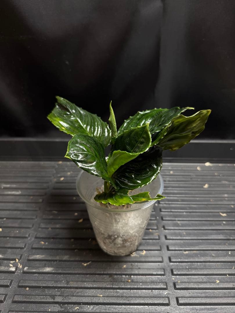 特別企画　新春セール　Aglaonema アグラオネマ　トリカラー　メタリカ　②