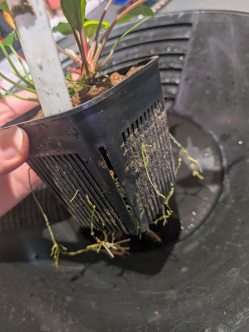 Homalomena sp. Aceh Daya mini 2株 正規タグ付き