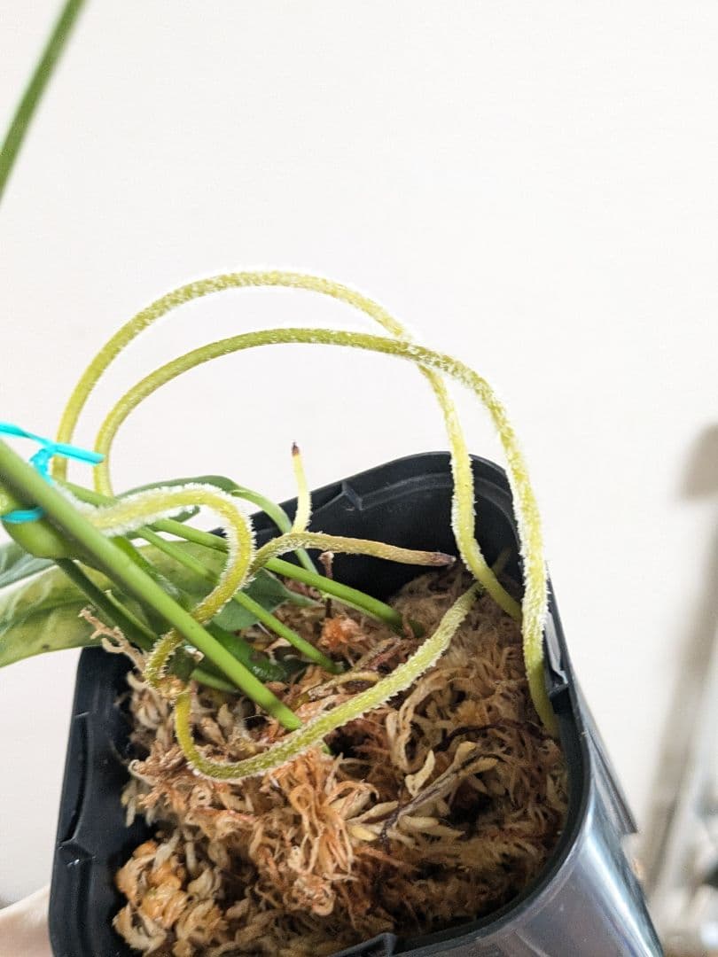 Anthurium lutheri　アンスリウム　原種　ルテリー