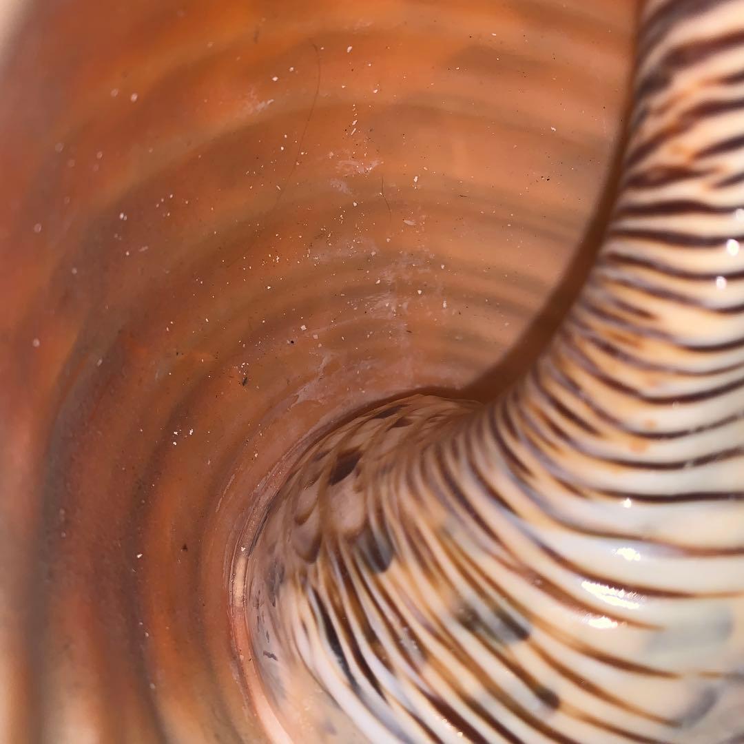 未加工ほらがい