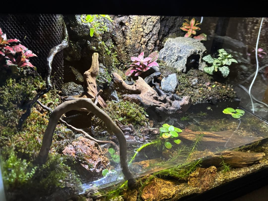 【アクアテラリウム】45cm水槽 メンテナンス性抜群