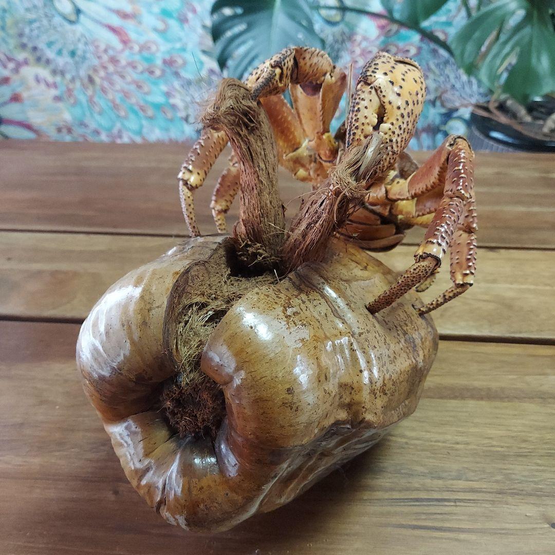 ハワイ　ヤシガニ剥製　ヤシガニとヤシノミ剥製