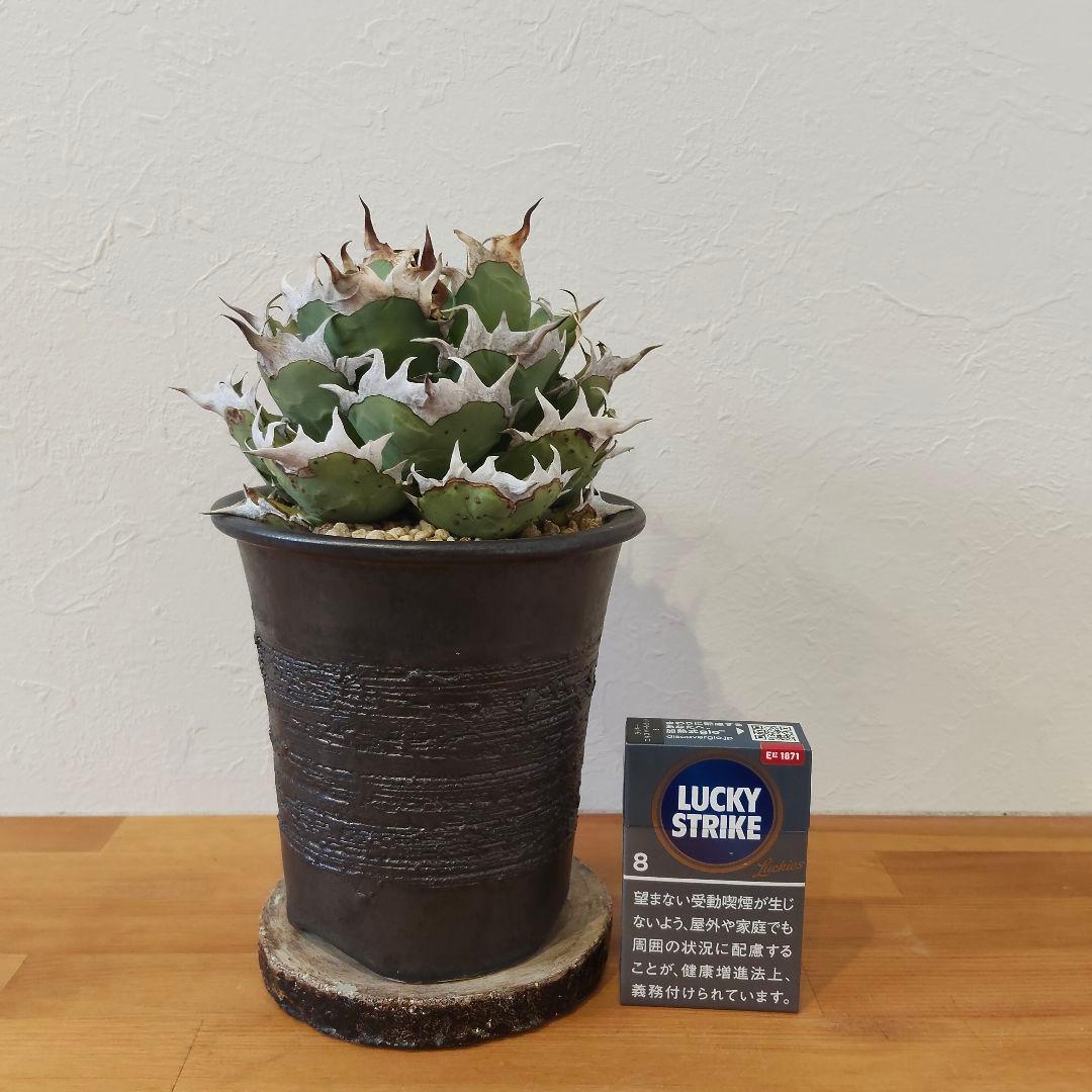 特選 チタノタ 姫厳竜 (シーザー パキポディウム グラキリス SRL )