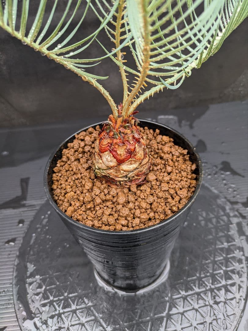 A スーパーブルー サイカス カイルンシアナ スペシャル株 赤肌 丸々 オススメ