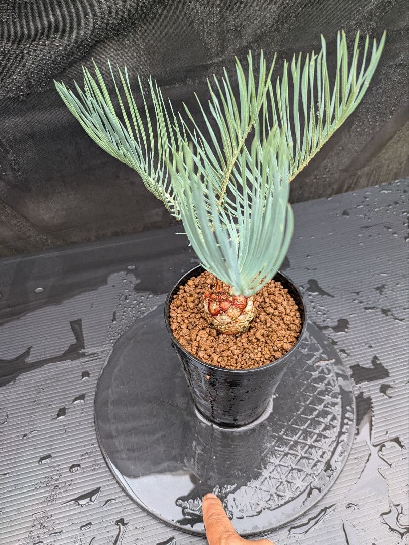 A スーパーブルー サイカス カイルンシアナ スペシャル株 赤肌 丸々 オススメ