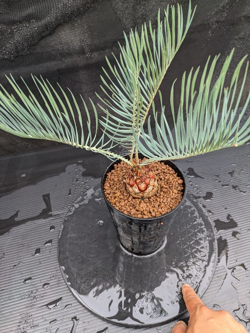 A スーパーブルー サイカス カイルンシアナ スペシャル株 赤肌 丸々 オススメ