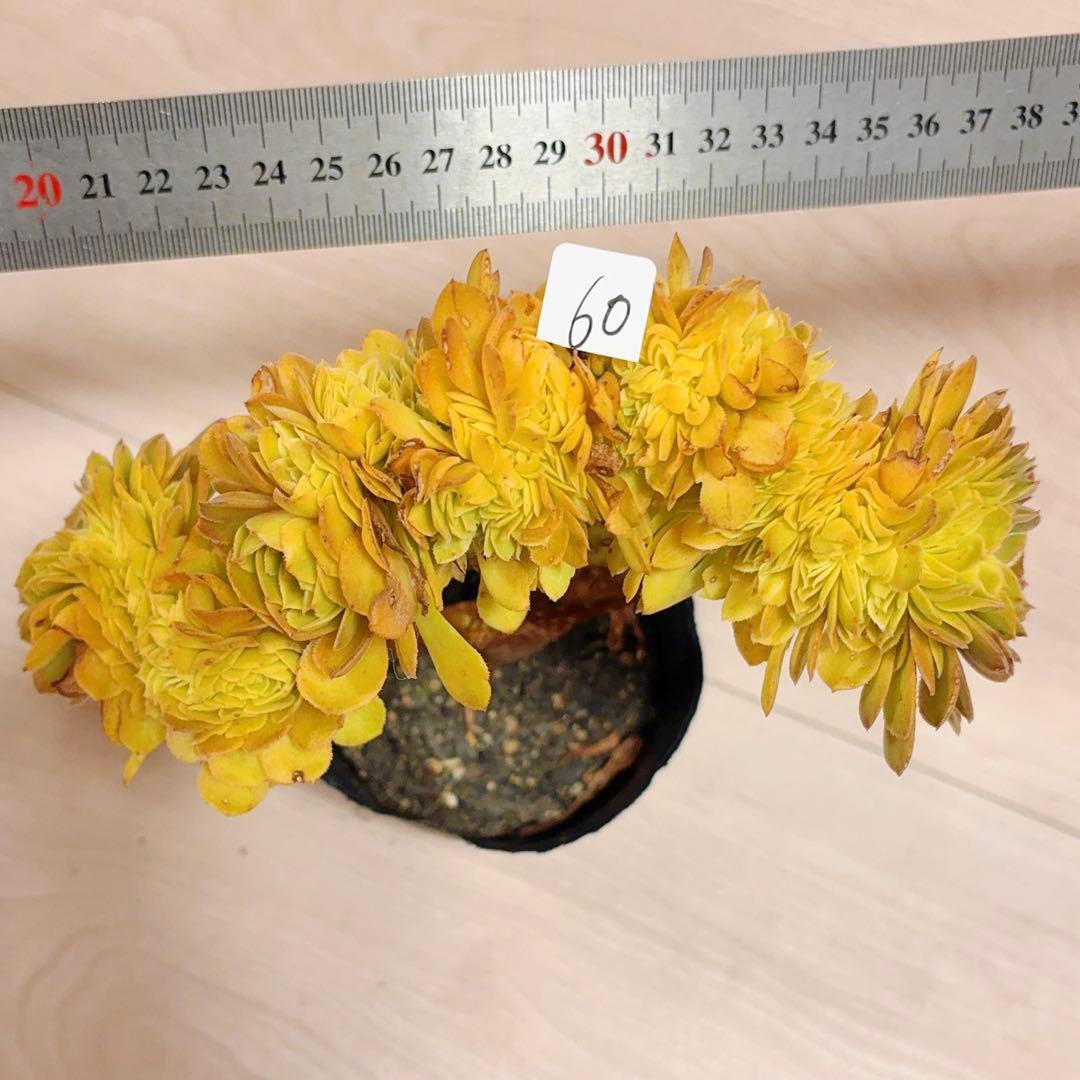60#多肉植物アエオニウム錦❤️ ハロウィンセッカ❤️19cm 拔き苗
