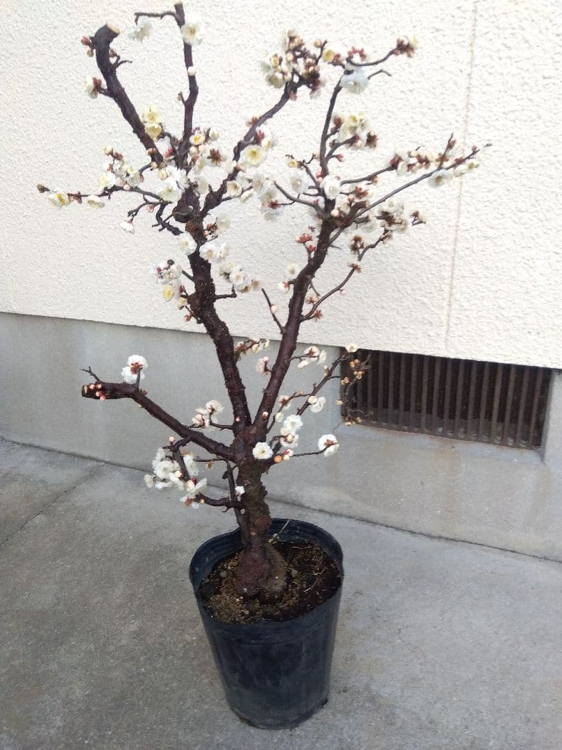 雲龍梅　古木　白花　７号ポットつき　特大❗　ま