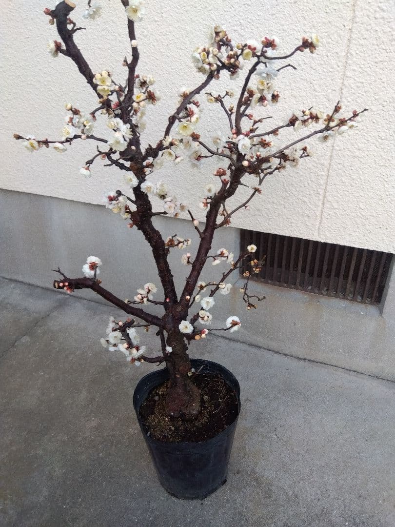 雲龍梅　古木　白花　７号ポットつき　特大❗　ま