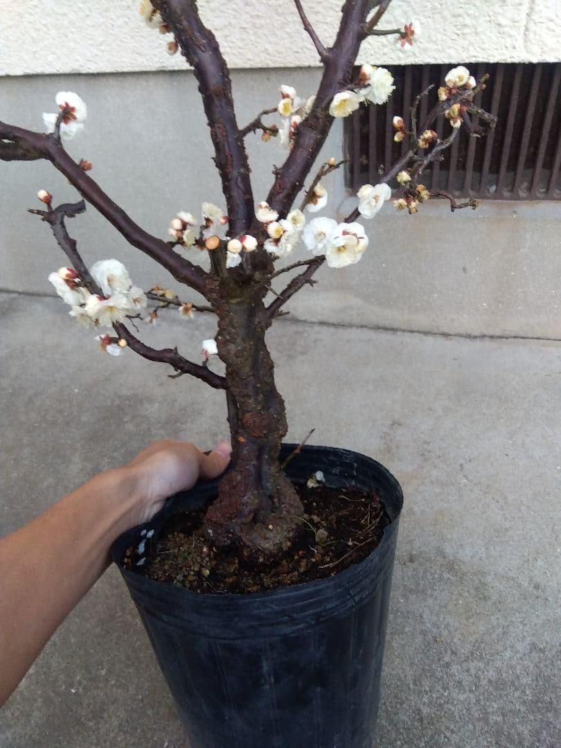 雲龍梅　古木　白花　７号ポットつき　特大❗　ま