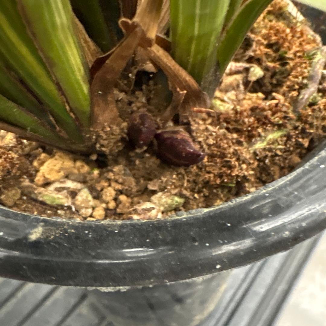 キンリョウヘン原種　2鉢セット　花芽計6付