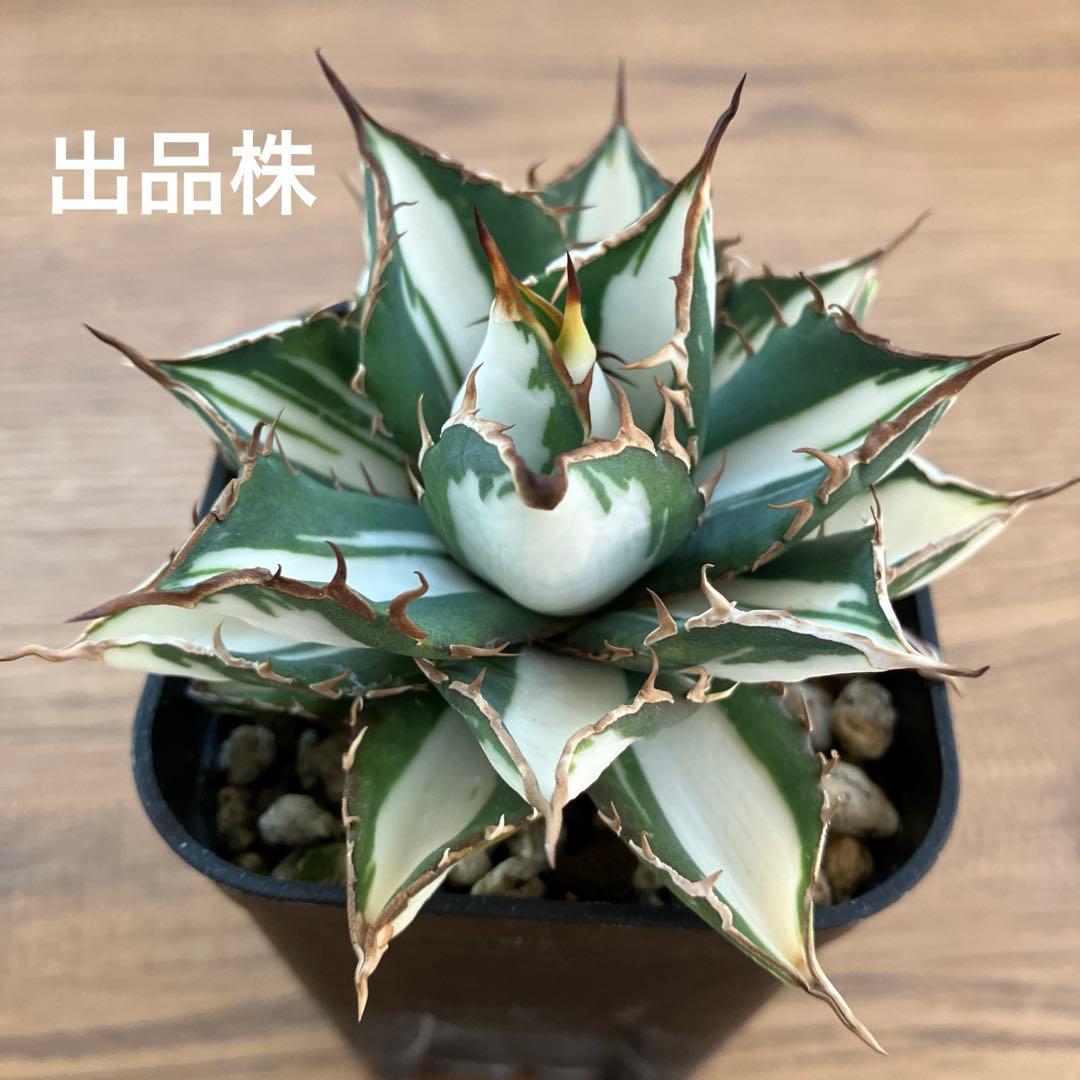 匿名配送【鉢ごと発送】活着　特大　アガべ　チタノタ　太陽神錦　白中斑　TC