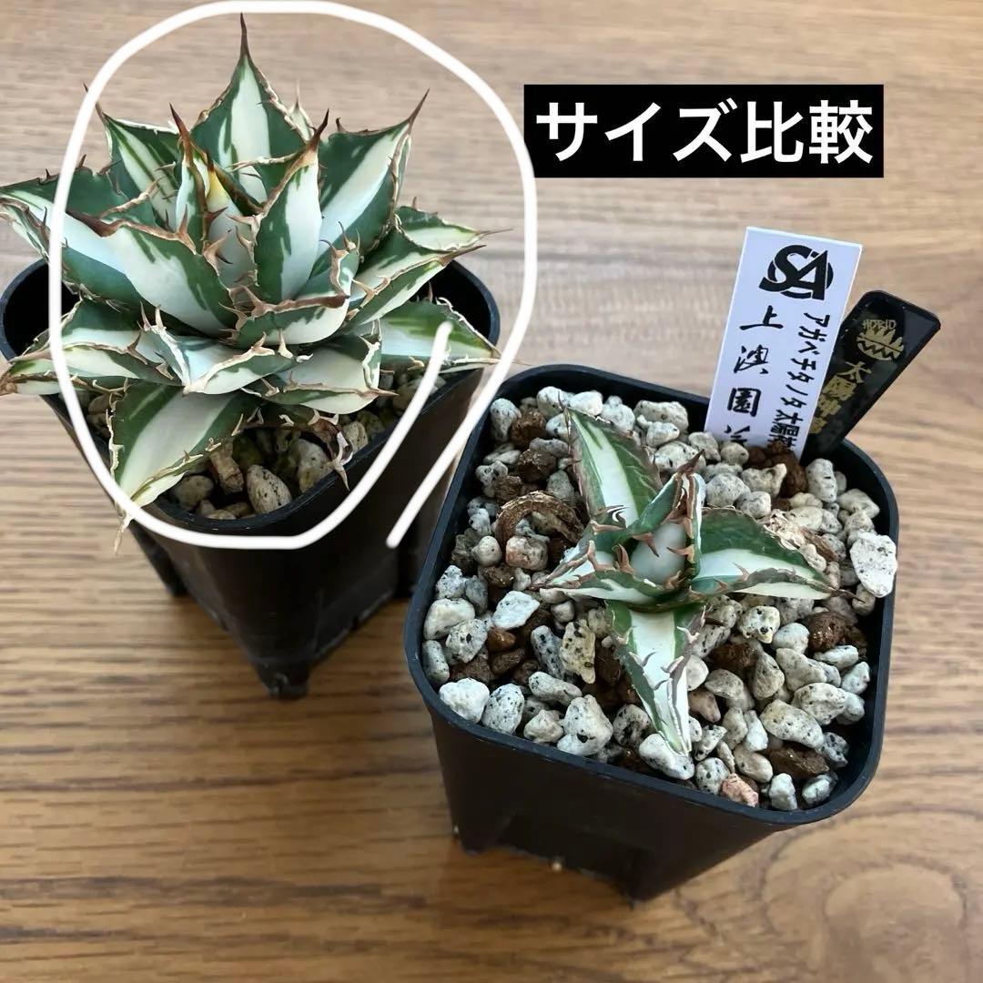匿名配送【鉢ごと発送】活着　特大　アガべ　チタノタ　太陽神錦　白中斑　TC