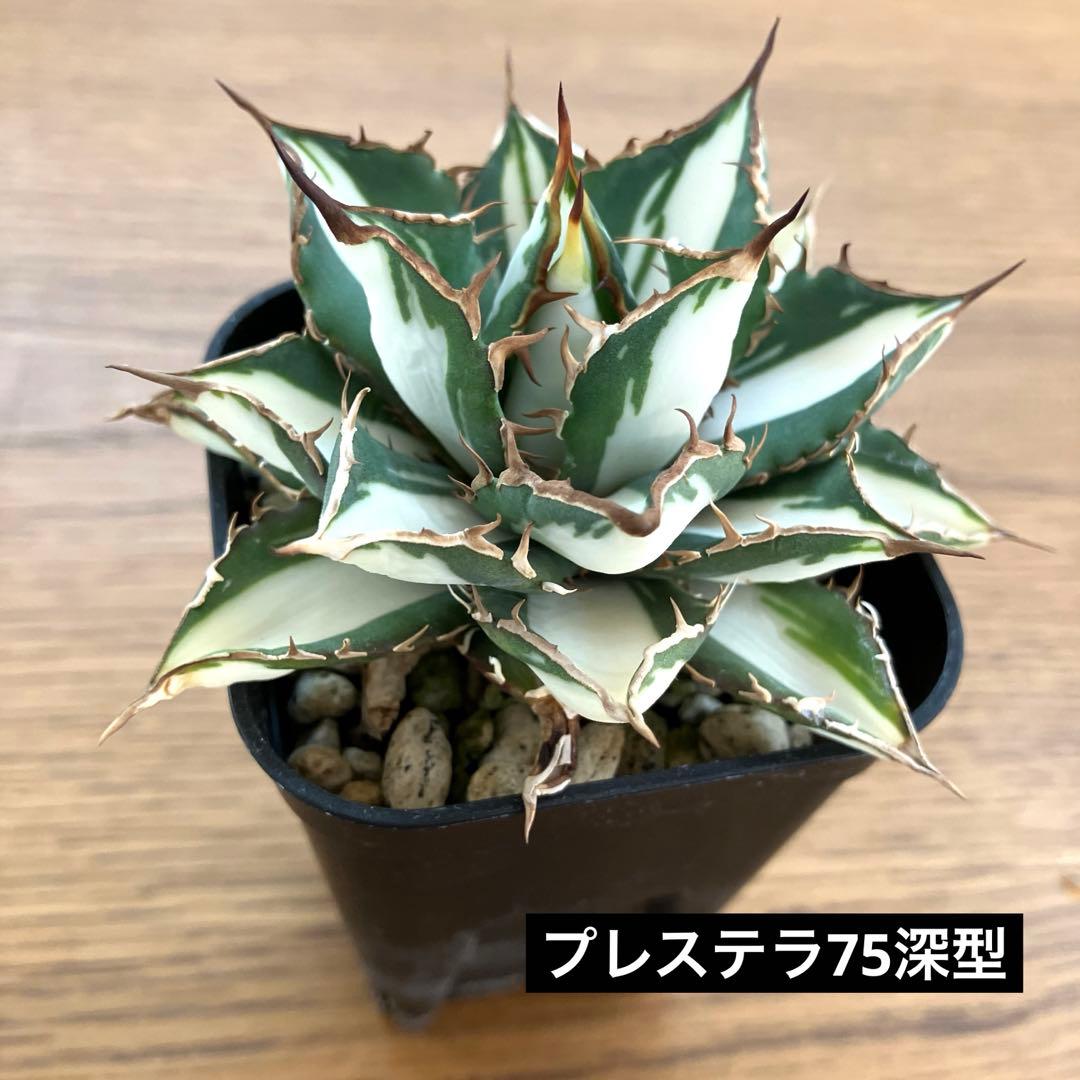 匿名配送【鉢ごと発送】活着　特大　アガべ　チタノタ　太陽神錦　白中斑　TC