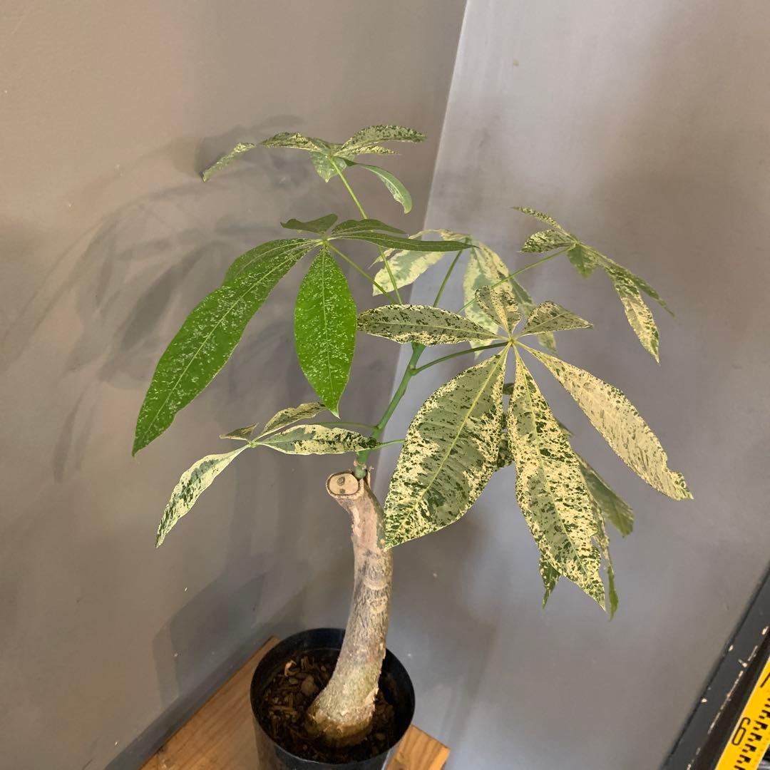 パキラ ミルキーウェイ 19