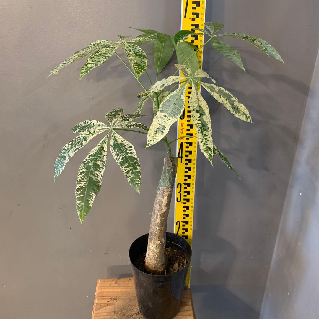 パキラ ミルキーウェイ 19