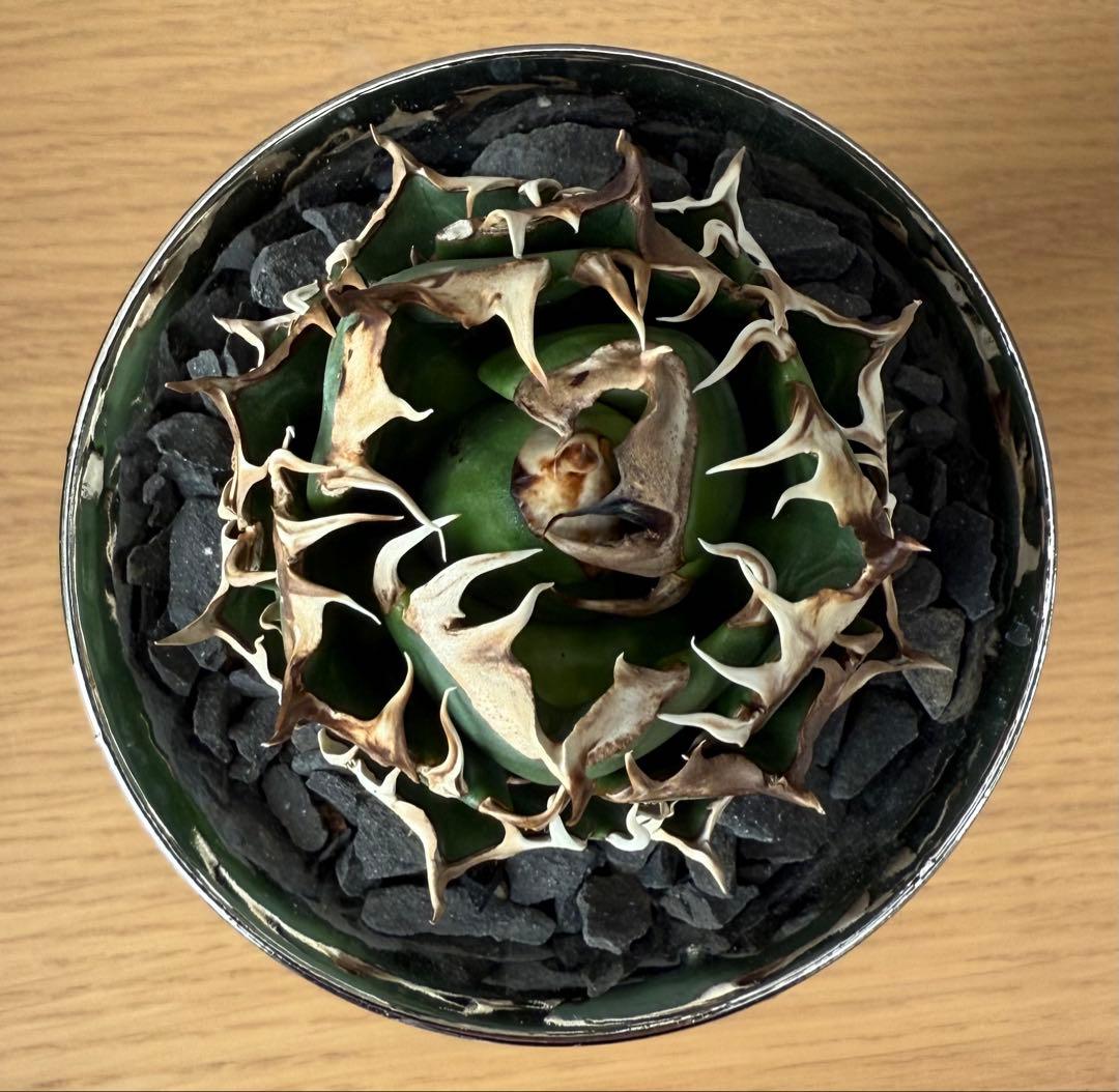 【鉢ごと発送】アガベ チタノタ レッドキャットウィーズル 活着済【ゴリ猫・まん丸