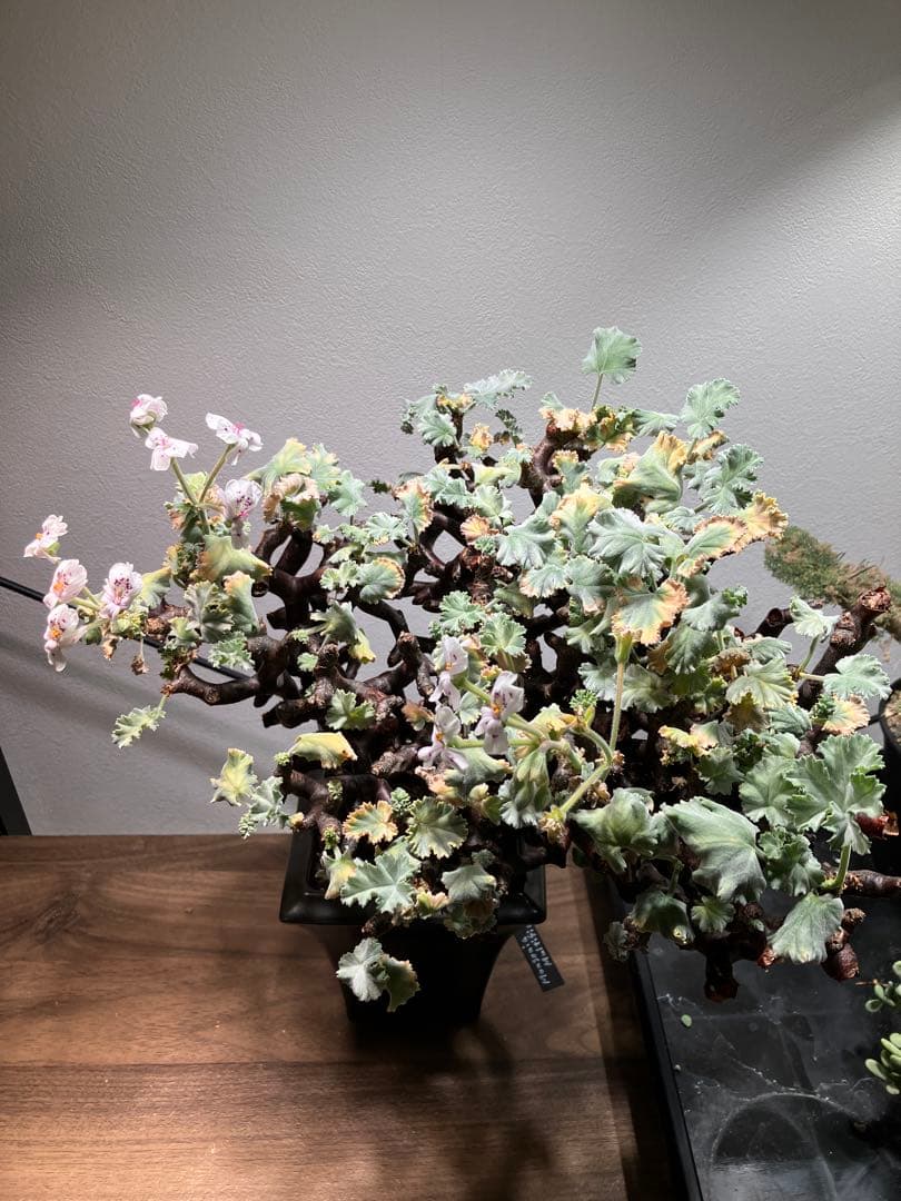 ペラルゴニウム　ミラビレ　現地球　発根済み