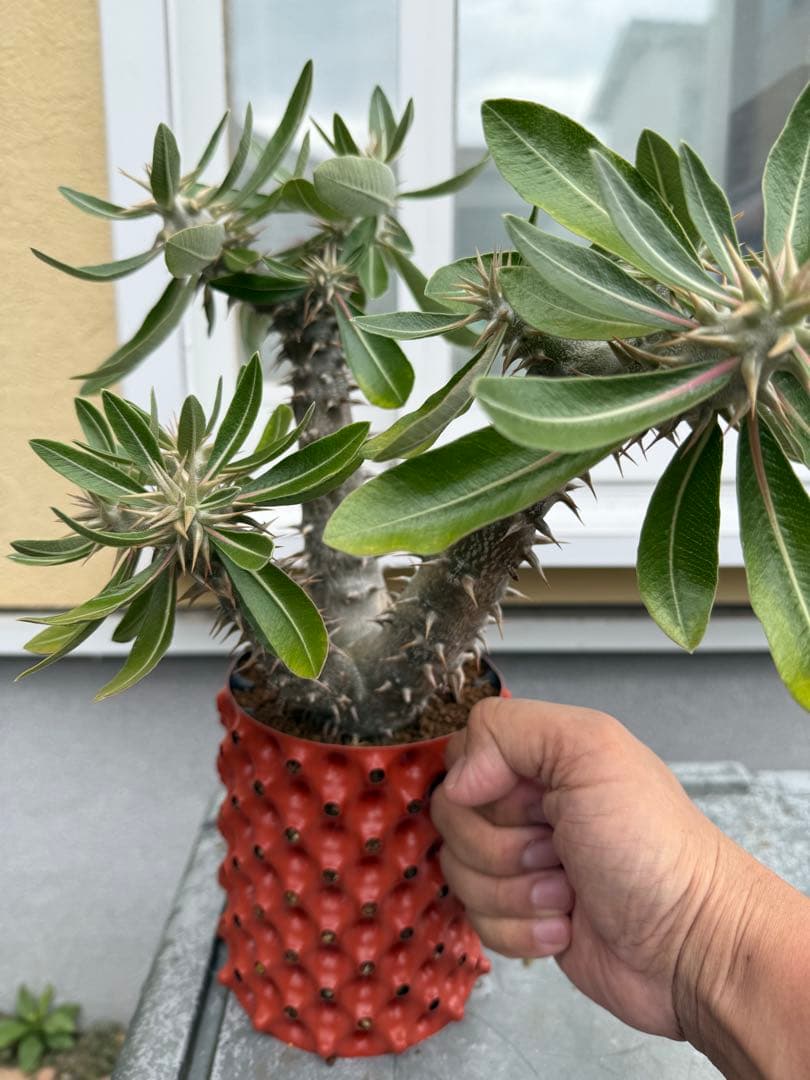 パキポディウム　デンシフローラム