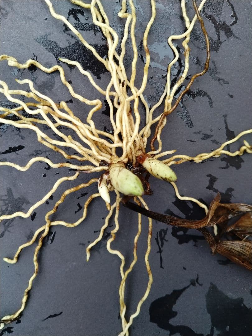 雅*谷様 山野草・アツモリソウ・礼文アツモリソウ