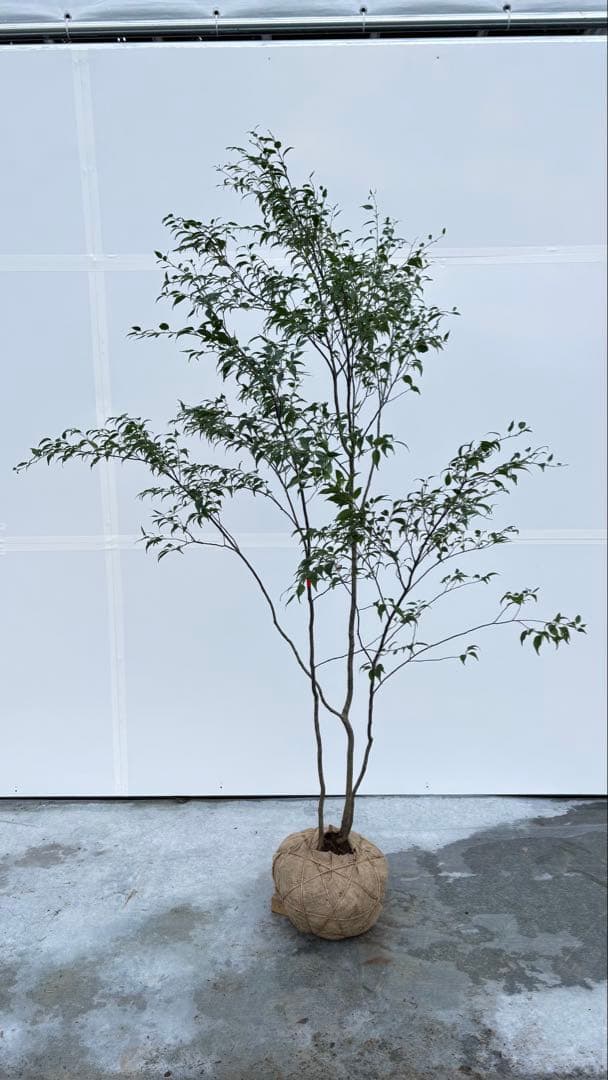 美しい樹形が魅力的 山採り ハイノキ 株立 712 樹高1.8m位 高級樹