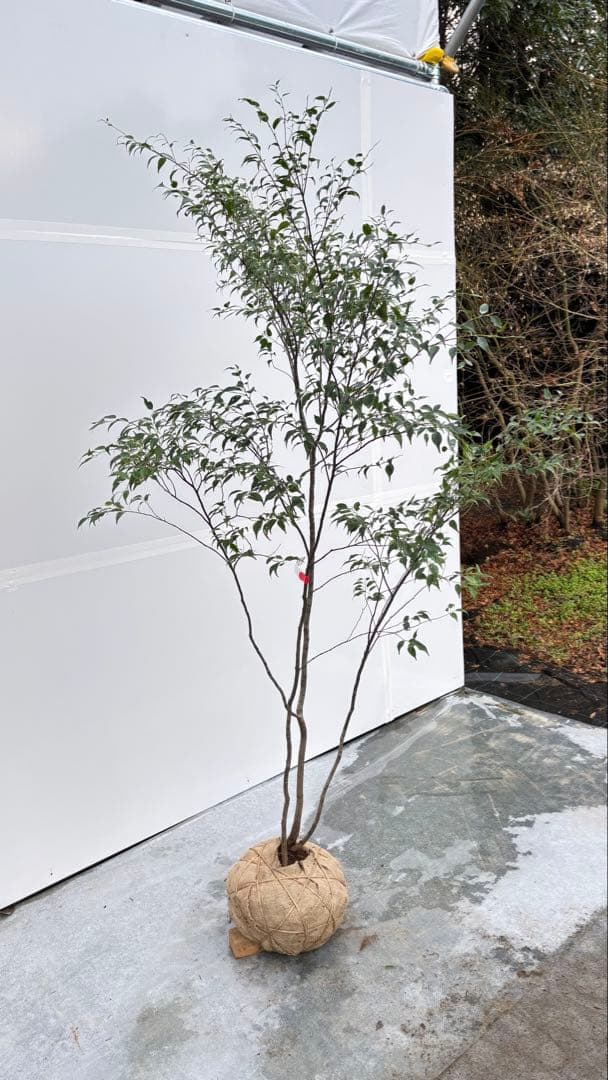 美しい樹形が魅力的 山採り ハイノキ 株立 712 樹高1.8m位 高級樹