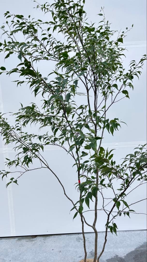 美しい樹形が魅力的 山採り ハイノキ 株立 712 樹高1.8m位 高級樹