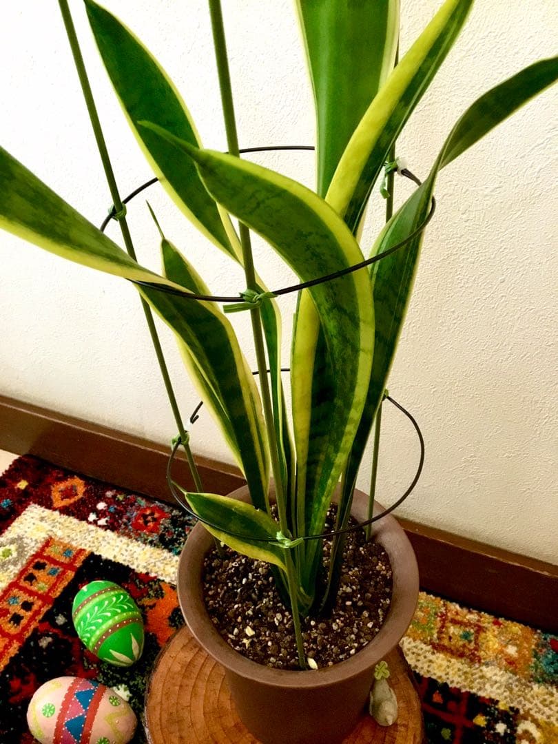 完売　希少大株【斑入りキキョウラン＊ディアネラ＊桔梗蘭】肉厚でお見事なストライプ