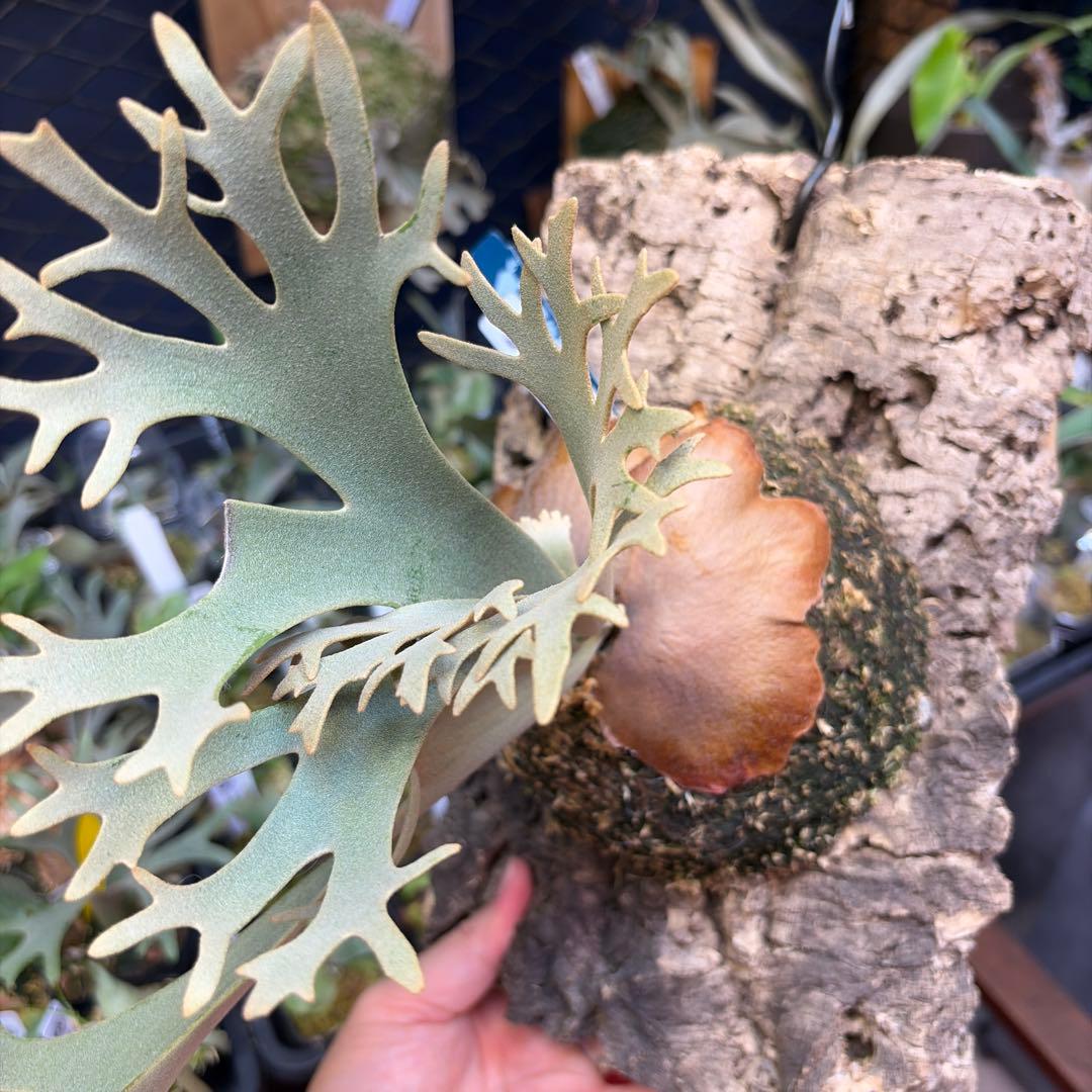 Willinckii ‘Nano’オリジナル①