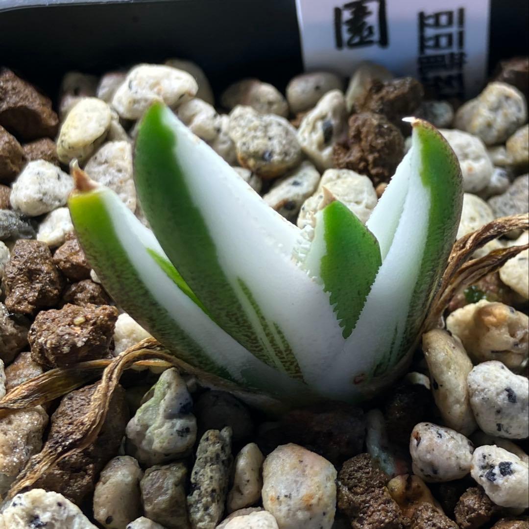 専用出品【鉢ごと発送】3株　豆豆龍錦　TC 発根管理中【匿名配送】