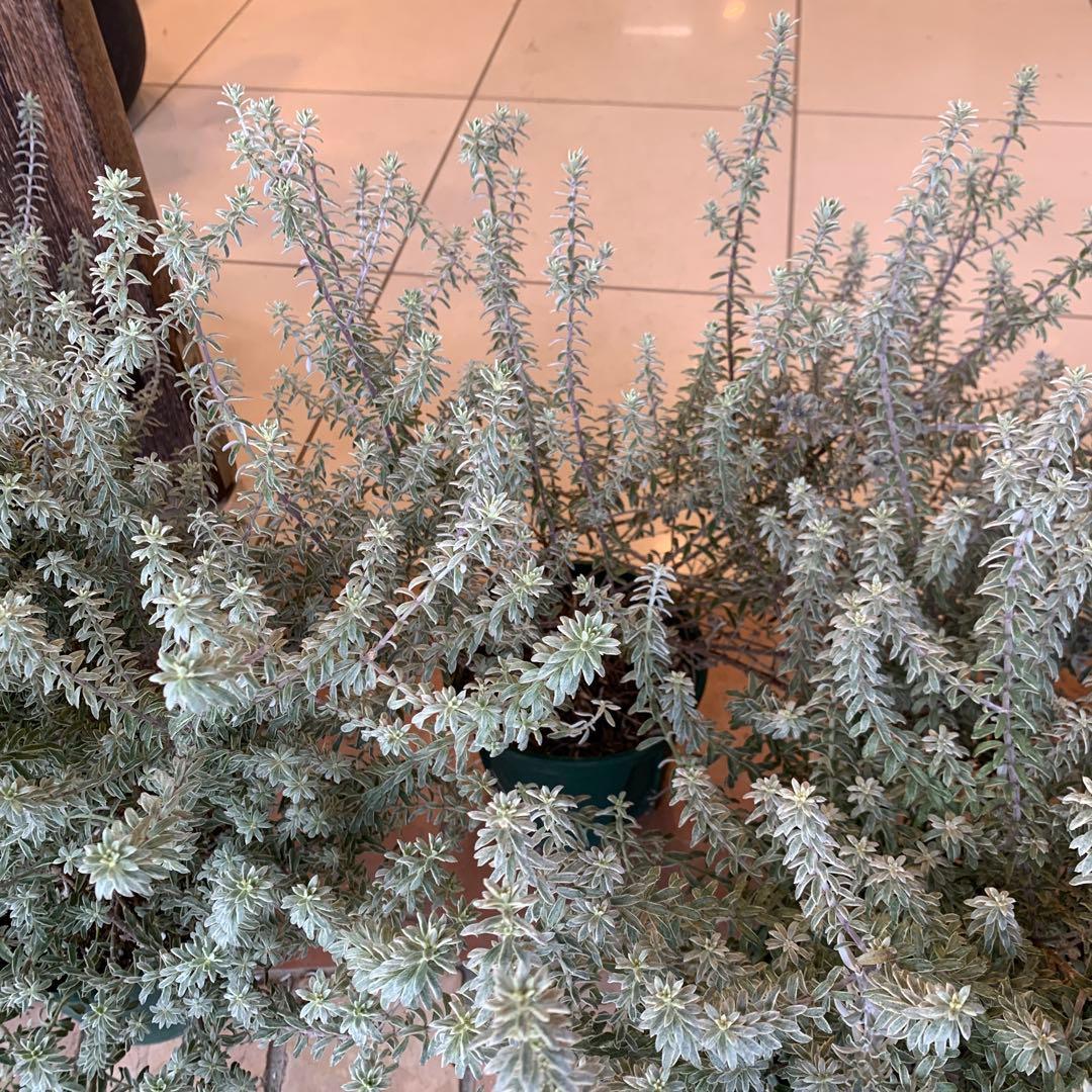 斑入り ウエストリンギア スモーキーホワイト 5個セット